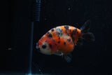 Juvenile Ranchu  Calico 3.5 Inch (ID#1203R9b-63) Free2Day SHIPPING