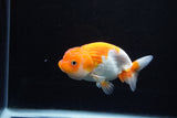 Juvenile Lionchu  Red White 4 Inch (ID#1217R11b-15) Free2Day SHIPPING