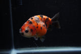 Juvenile Ranchu  Calico 3.5 Inch (ID#1203R9b-63) Free2Day SHIPPING