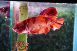 Giant Nemo Koi Galaxy  Plakat Male Betta (ID#801-M502) Free2Day SHIPPING