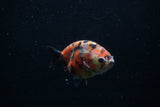 Juvenile Ranchu  Calico 3.5 Inch (ID#1203R9b-63) Free2Day SHIPPING