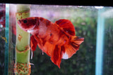 Giant Nemo Koi Galaxy  Plakat Male Betta (ID#801-M502) Free2Day SHIPPING