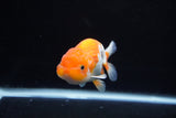 Juvenile Lionchu  Red White 4 Inch (ID#1217R11b-15) Free2Day SHIPPING