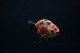 Juvenile Ranchu  Calico 3.5 Inch (ID#1203R9b-63) Free2Day SHIPPING