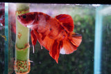 Giant Nemo Koi Galaxy  Plakat Male Betta (ID#801-M502) Free2Day SHIPPING