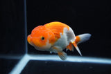 Juvenile Lionchu  Red White 4 Inch (ID#1217R11b-15) Free2Day SHIPPING