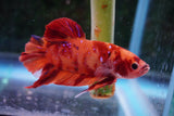 Giant Nemo Koi Galaxy  Plakat Male Betta (ID#801-M502) Free2Day SHIPPING