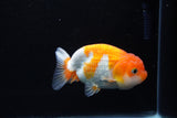 Juvenile Lionchu  Red White 4 Inch (ID#1217R11b-15) Free2Day SHIPPING