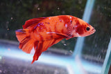 Giant Nemo Koi Galaxy  Plakat Male Betta (ID#801-M502) Free2Day SHIPPING