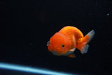 Juvenile Lionchu  Red White 3.5 Inch (ID#1217R11b-16) Free2Day SHIPPING