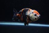 Juvenile Ranchu  Calico 3.5 Inch (ID#1203R9b-64) Free2Day SHIPPING