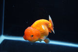 Juvenile Lionchu  Red White 3.5 Inch (ID#1217R11b-16) Free2Day SHIPPING