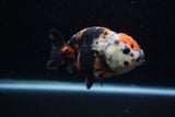 Juvenile Ranchu  Calico 3.5 Inch (ID#1203R9b-64) Free2Day SHIPPING