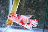 Giant Nemo Koi  Galaxy Plakat Male Betta (ID#801-M503) Free2Day SHIPPING