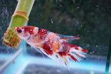 Giant Nemo Koi  Galaxy Plakat Male Betta (ID#801-M503) Free2Day SHIPPING