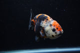 Juvenile Ranchu  Calico 3.5 Inch (ID#1203R9b-64) Free2Day SHIPPING