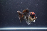 Short Body Thai Oranda  Tricolor 3.5 Inch (ID#1101To14b-57) Free2Day SHIPPING