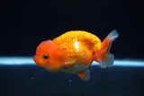 Juvenile Lionchu  Red White 3.5 Inch (ID#1217R11b-16) Free2Day SHIPPING