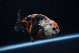 Juvenile Ranchu  Calico 3.5 Inch (ID#1203R9b-64) Free2Day SHIPPING