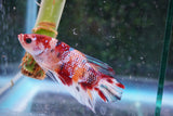 Giant Nemo Koi  Galaxy Plakat Male Betta (ID#801-M503) Free2Day SHIPPING