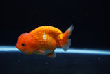 Juvenile Lionchu  Red White 3.5 Inch (ID#1217R11b-16) Free2Day SHIPPING