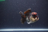 Short Body Thai Oranda  Tricolor 3.5 Inch (ID#1101To14b-57) Free2Day SHIPPING