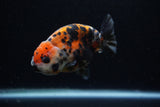 Juvenile Ranchu  Calico 3.5 Inch (ID#1203R9b-64) Free2Day SHIPPING