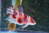 Giant Nemo Koi  Galaxy Plakat Male Betta (ID#801-M503) Free2Day SHIPPING