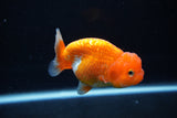 Juvenile Lionchu  Red White 3.5 Inch (ID#1217R11b-16) Free2Day SHIPPING