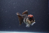 Short Body Thai Oranda  Tricolor 3.5 Inch (ID#1101To14b-57) Free2Day SHIPPING