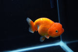 Juvenile Lionchu  Red White 3.5 Inch (ID#1217R11b-16) Free2Day SHIPPING