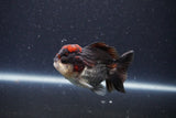 Short Body Thai Oranda  Tricolor 3.5 Inch (ID#1101To14b-57) Free2Day SHIPPING