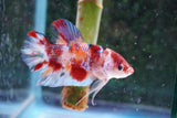 Giant Nemo Koi  Galaxy Plakat Male Betta (ID#801-M503) Free2Day SHIPPING