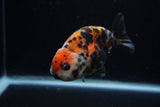 Juvenile Ranchu  Calico 3.5 Inch (ID#1203R9b-64) Free2Day SHIPPING