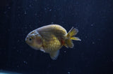 Ranchu  Green 3.5 Inch (ID#304R8c-68) Free2Day SHIPPING