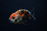 Juvenile Ranchu  Calico 3.5 Inch (ID#1203R9b-64) Free2Day SHIPPING