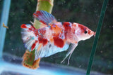 Giant Nemo Koi  Galaxy Plakat Male Betta (ID#801-M503) Free2Day SHIPPING