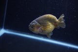 Ranchu  Green 3.5 Inch (ID#304R8c-68) Free2Day SHIPPING