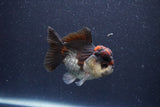 Short Body Thai Oranda  Tricolor 3.5 Inch (ID#1101To14b-57) Free2Day SHIPPING