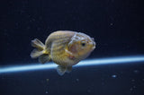 Ranchu  Green 3.5 Inch (ID#304R8c-68) Free2Day SHIPPING