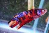 Giant Nemo Koi Galaxy  Plakat Male Betta (ID#801-M504) Free2Day SHIPPING