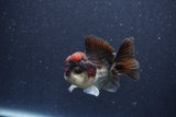 Short Body Thai Oranda  Tricolor 3.5 Inch (ID#1101To14b-57) Free2Day SHIPPING