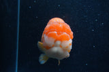 Giant Ranchu  Red White 6 Inch (ID#404R14b-106)