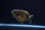 Ranchu  Green 3.5 Inch (ID#304R8c-68) Free2Day SHIPPING