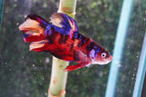 Giant Nemo Koi Galaxy  Plakat Male Betta (ID#801-M504) Free2Day SHIPPING