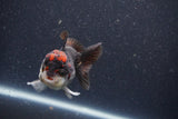 Short Body Thai Oranda  Tricolor 3.5 Inch (ID#1101To14b-57) Free2Day SHIPPING