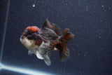 Short Body Thai Oranda  Tricolor 3.5 Inch (ID#1101To14b-57) Free2Day SHIPPING