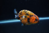 Juvenile Ranchu  Calico 3 Inch (ID#1203R9b-65) Free2Day SHIPPING