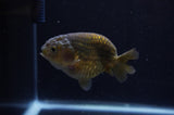 Ranchu  Green 3.5 Inch (ID#304R8c-68) Free2Day SHIPPING
