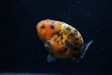 Juvenile Ranchu  Calico 3 Inch (ID#1203R9b-65) Free2Day SHIPPING